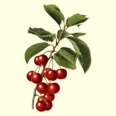 Vintage Botanical Fruit Vector Illustration