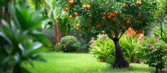 Foto op Canvas A vibrant orange tree stands proudly amidst a lush green field, creating a delightful sight in a vibrant garden setting. © AkuAku