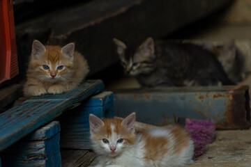 Fototapeta na wymiar Cute ginger kittens sitting on the floor in a farm and looking at camera.