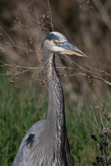 Great Blue Heron Close Up Portrait