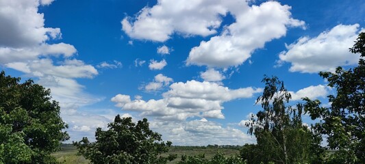 Trees under the sky. Under a bright sky with white cirrus clouds, a rural landscape with growing trees with green leaves and fields stretching into the distance is visible.