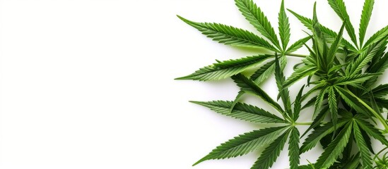 Fresh green cannabis leaves with detailed texture on a clean white background