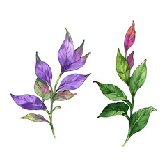 Fototapeta na wymiar Flower vector watercolor flowers floral vector