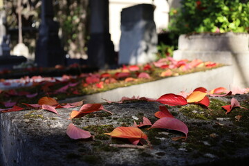 autumn leaves on a stone grave