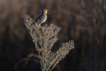 Western Meadowlark Male Singing Perched on Top of a Dried Bush