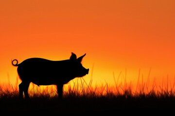 An orange-yellow silhouette of a little pig standing and watching from the side. Sunset background