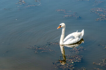 Mute swan and her reflection in the pond water