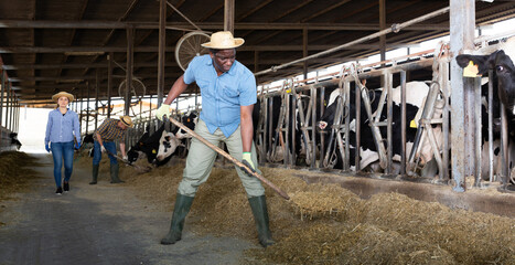 Focused busy African American working in cowshed, preparing hay for cows in livestock stall