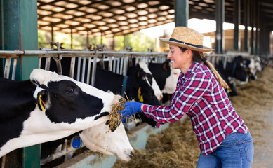 Positive young woman in a hat, working on a livestock farm, feeds the cows with silage from her...