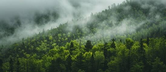 A photo capturing a forest covered in fog and low lying clouds, creating an enchanting atmosphere.
