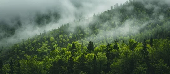 Fototapeten A photo capturing a forest covered in fog and low lying clouds, creating an enchanting atmosphere. © AkuAku