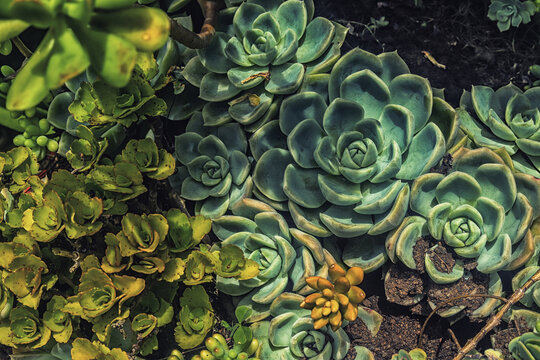 Wonderful wallpaper or image for printing pictures, art, fine art. Beautiful photo of colorful succulent plants for art print. Succulent plant image art.
