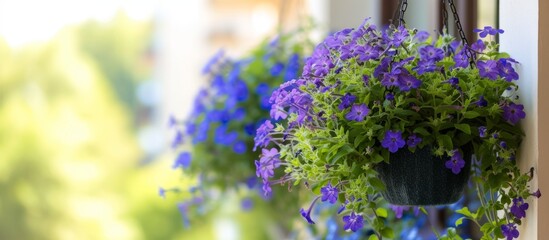 Obraz premium Beautiful hanging planter overflowing with vibrant purple flowers in bloom