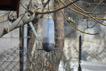 Oiseaux des jardins, une mésange bleue, se nourrissant de graines dans une mangeoire suspendue.