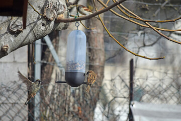 Oiseaux des jardins, moineaux, se nourrissant de graines dans une mangeoire suspendue.