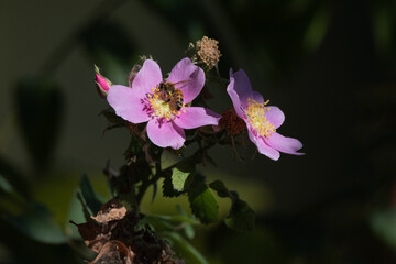 Western Honey Bee on a Pink California Wild Rose
