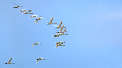 飛ぶ白鳥の群れ