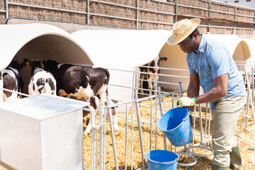 Focused african american farmer working on livestock farm, feeding calves from bucket in stall...