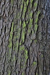Fototapeta premium rough wood bark texture 