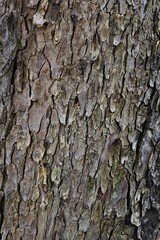 rough wood bark texture 