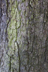 wood bark texture , closeup rough wooden material