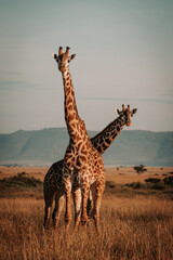 Two giraffes in the wild. Serengeti, Tanzania, Africa. 