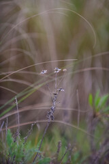Grass in countryside pampas Argentina