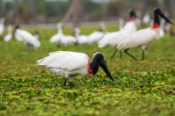 Jabiru Stork, in wetland environment, La Estrella Marsh, Formosa Province, Argentina.