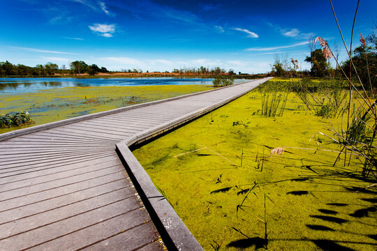 Beautiful Sunny Afternoon Marsh Boardwalk