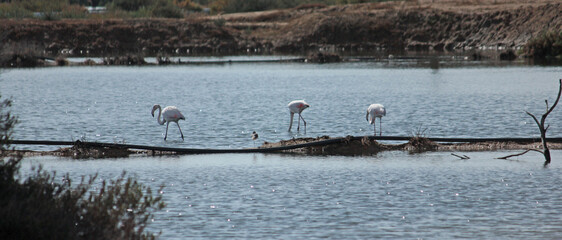 Naklejka premium flamingos na Ria