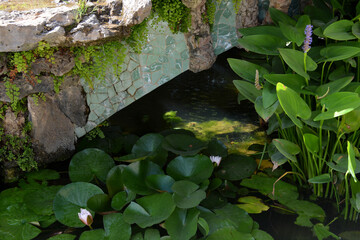 Calm pond with water lilies and coins at the bottom. Concept of peace of mind and good luck.