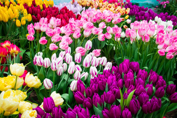 Happy springtime. Tulip festival in city garden. Colorful  flowers.
