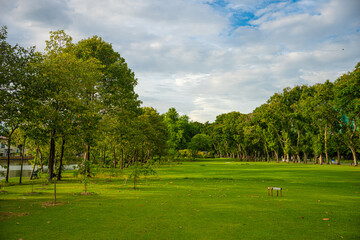 Obraz premium Green meadow grass field in city forest park sunny day blue sky with cloud