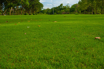 Green meadow grass field in city forest park sunny day blue sky with cloud - 740364481