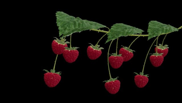 Growing Raspberries - Time Lapse - II - Close Up - Alpha Channel - Artistic naturalistic realistic 3D animation isolated on transparent background 