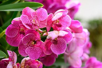 Pink Vanda orchid flower blossom in garden, Spring season