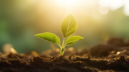 Fotobehang Vibrant Stem Cell Research: Canon RF 50mm Captures Young Sprout's Growth in Soil © Nazia