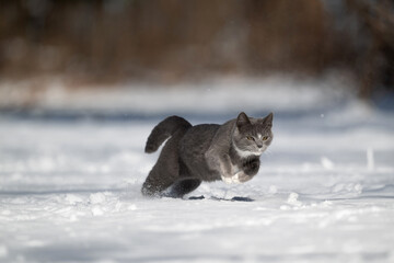 Cute gray and white cat pouncing and playing i