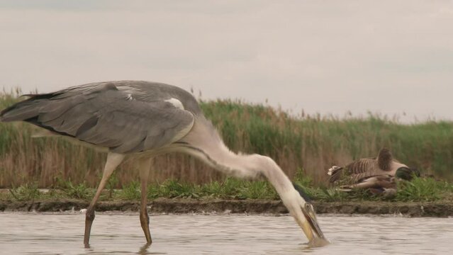 Grey heron feeds in shallow water, Close-Up Image