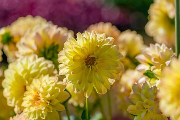 光を浴びて輝く満開の黄色いグラデーションのダリア