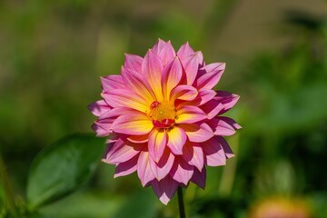 Obraz premium 光を浴びて輝く満開のピンクのグラデーションのダリア