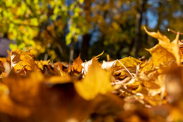 autumn park with colorful maple trees in sunny weather