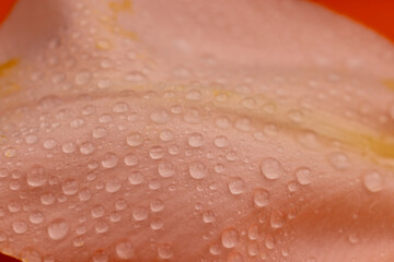 pollen of a lily flower closeup