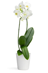 Blooming orchid flower in pot isolated on white
