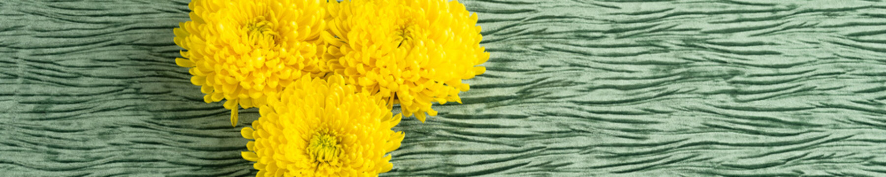 Three large yellow chrysanthemum flowers on a textured green velvet background, Happy Spring
