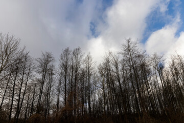 cloudy weather with strong winds in a mixed forest with leafless trees