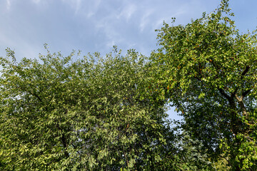 Fototapeta na wymiar cherry plum berries hanging on a tree in autumn