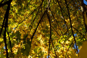 Maple tree during the autumn season