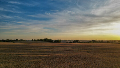 Taken from a drone at sunset the corn field shows all its beauty with golden hour tones. 