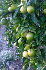 Grapefruits hanging on a. tree